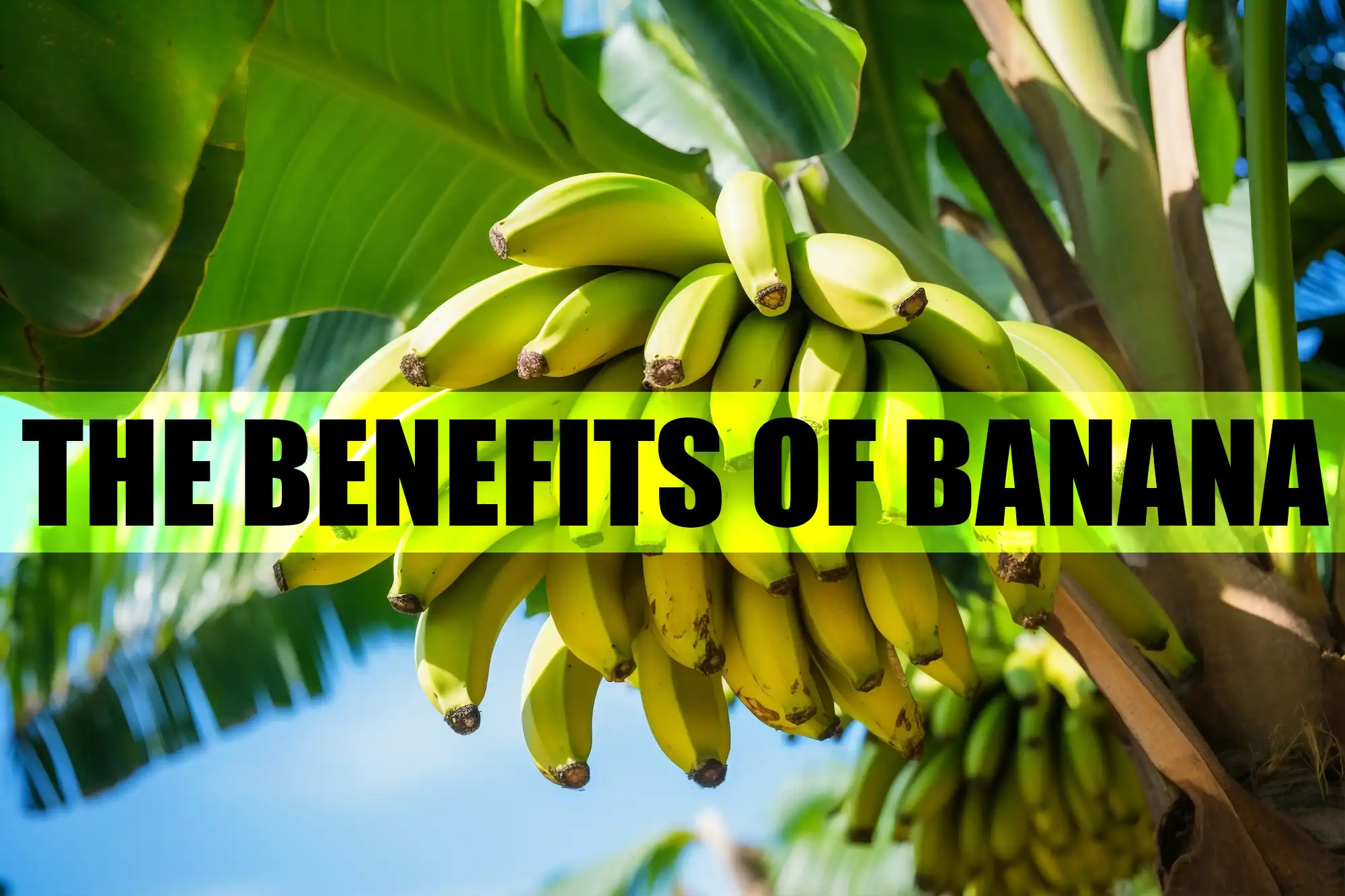 Health Benefits of Bananas Nutrition for Men women Kids